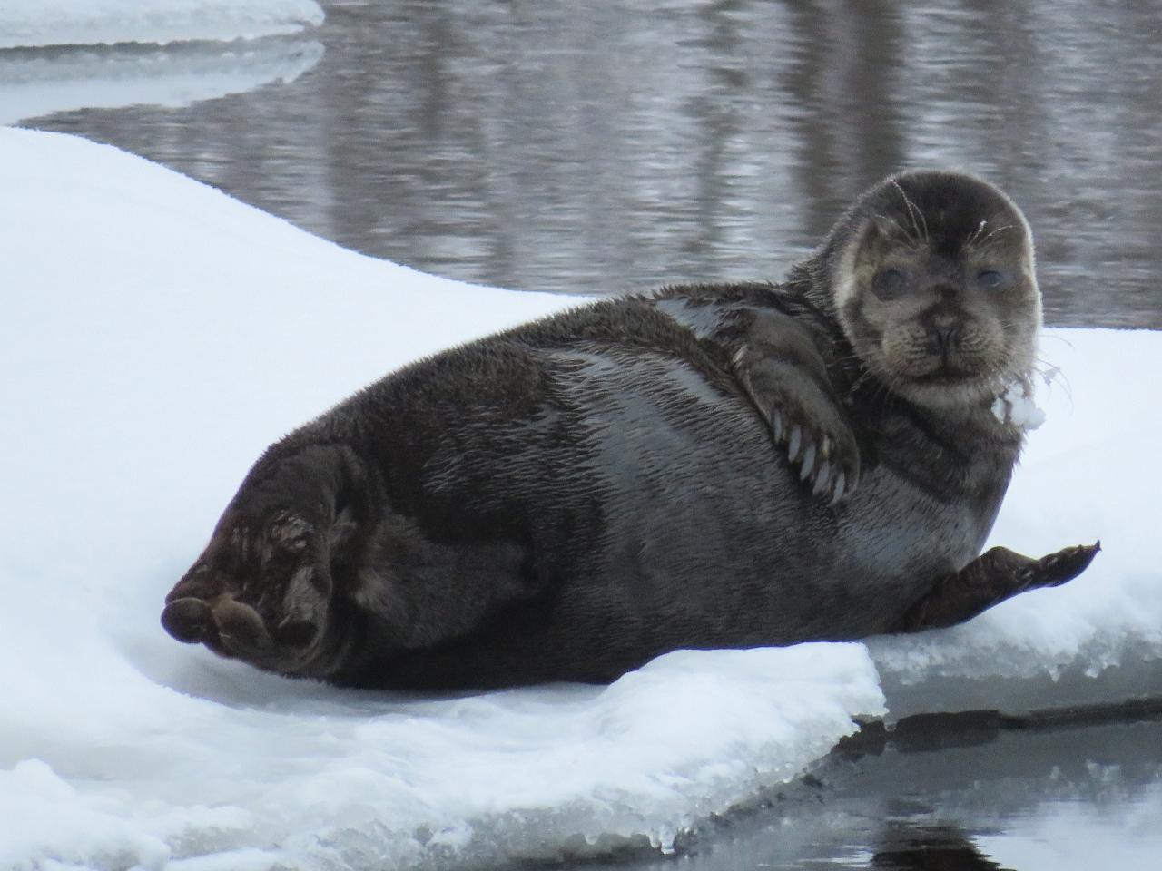 saimaannorpan suojelu talvella